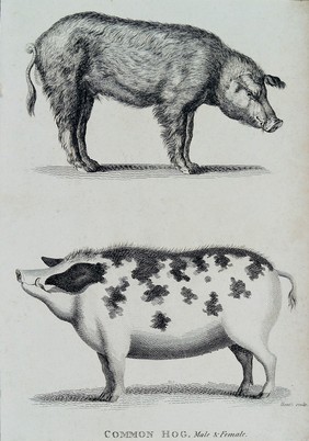 Above, a male hog; below, a female hog. Etching by Heath.