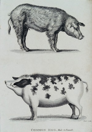 view Above, a male hog; below, a female hog. Etching by Heath.