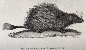 view A brush-tailed porcupine. Etching by Heath.