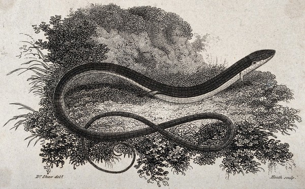 A snake-like reptile with legs. Etching by J. Heath after G. Shaw.