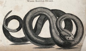 view A wood rattle-snake. Etching by Heath.