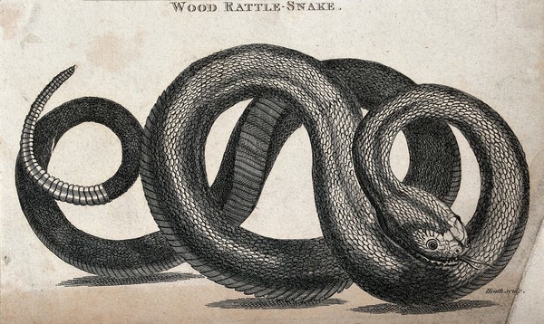 A wood rattle-snake. Etching by Heath.