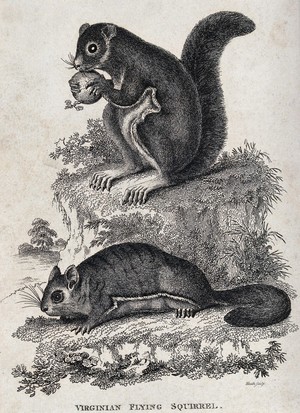 view Two Virginian flying squirrels sitting on a rock. Etching by Heath.