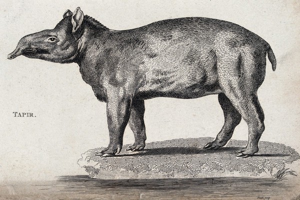 A tapir. Etching by Heath.