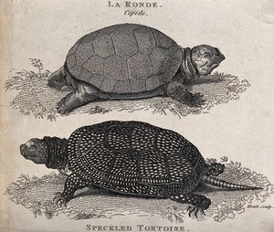 view Above, a round tortoise (la ronde); below, a speckled tortoise. Etching by Heath.