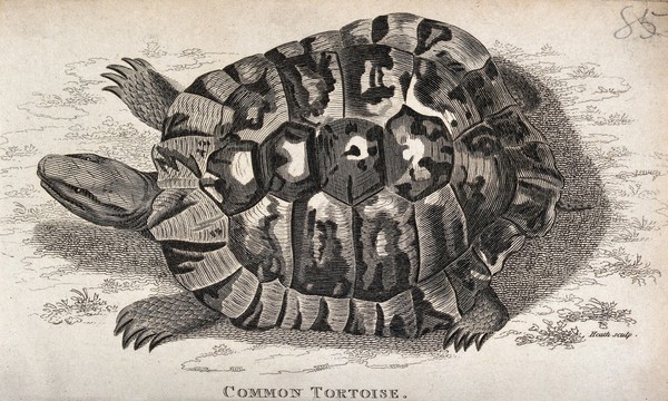 A common tortoise. Etching by Heath.