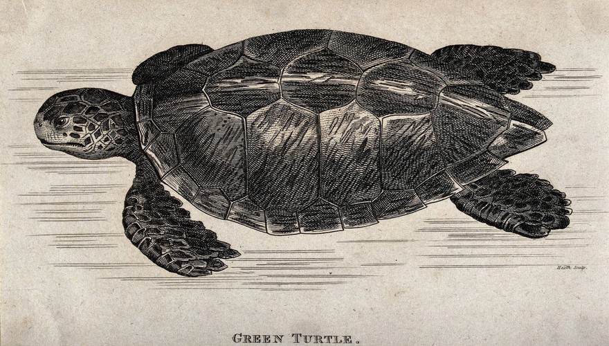 A green turtle swimming in the water. Etching by Heath.