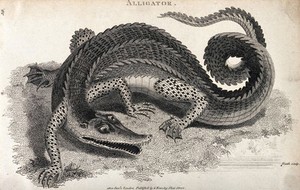 view An alligator. Etching by Heath.