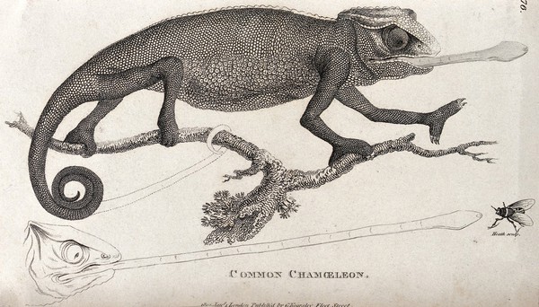 Above, a chamaeleon; below, a schematic depiction of how it catches its prey. Etching by Heath.