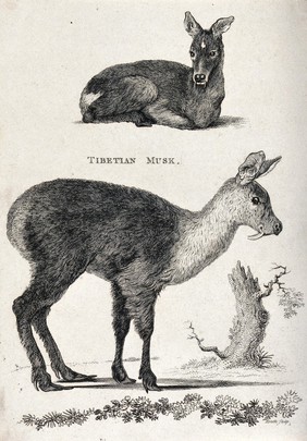 A Tibetan musk deer shown sitting on the ground and standing up. Etching by Heath.