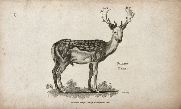 Fallow deer. Etching by Heath.