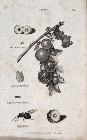 view The larva and pupa of a gall fly next to a gall fly in natural size and magnified, a cross-section of an infested fruit and a branch of a fruit tree with infested fruit. Engraving by Heath.