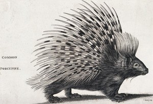 view A common porcupine. Engraving by Heath.