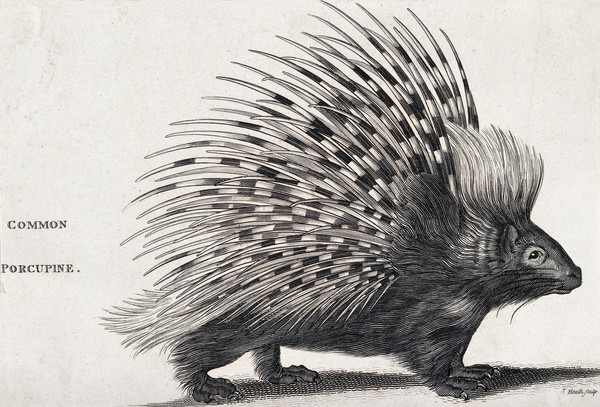 A common porcupine. Engraving by Heath.