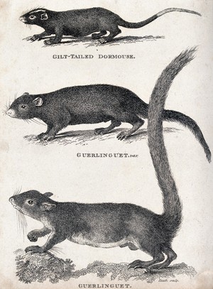 view Above, a gilt-tailed dormouse; below, two guerlinguets. Etching by Heath.