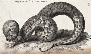 view An acrochord (snake of the genus Acrochordus). Etching by Heath.