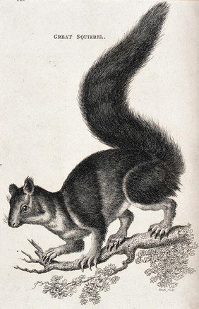 A great squirrel. Etching by Heath.