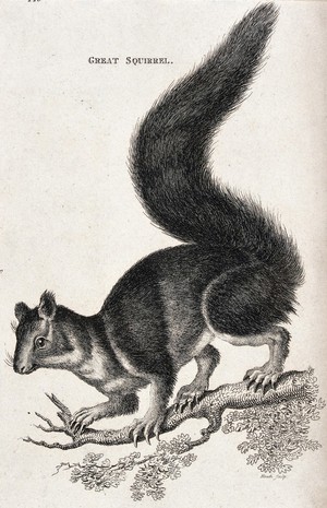 view A great squirrel. Etching by Heath.