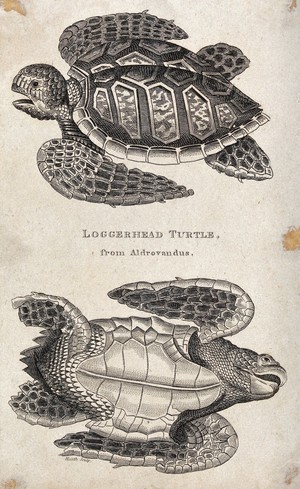 view A loggerhead turtle seen from above and below. Etching by Heath.