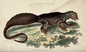 view A reptile (aboina guana). Etching by James Heath after G. Shaw.