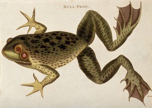 view A bull frog. Coloured etching by J. Heath, 1802.