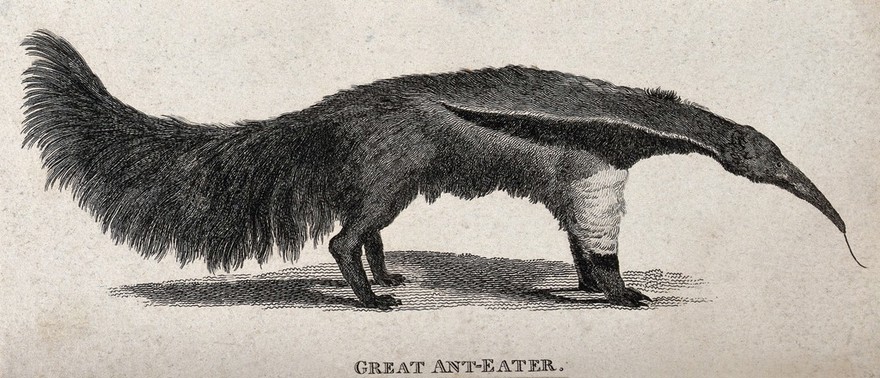 A great ant-eater. Etching.