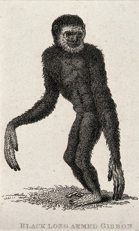 A black long-armed gibbon. Etching.