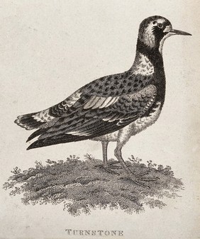 A turnstone bird. Etching.