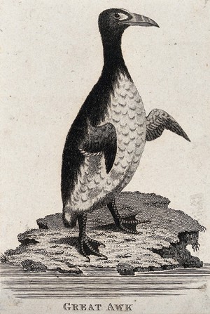 view A great auk. Etching.