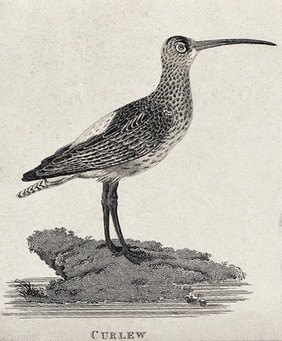 A curlew. Etching.