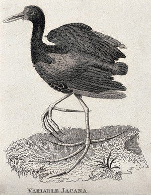 view A jacana bird. Etching.