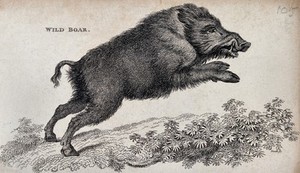 view A wild boar. Etching.