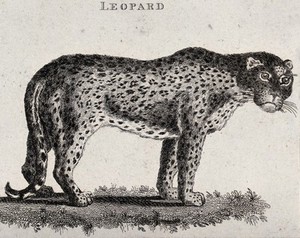 view A leopard. Etching.