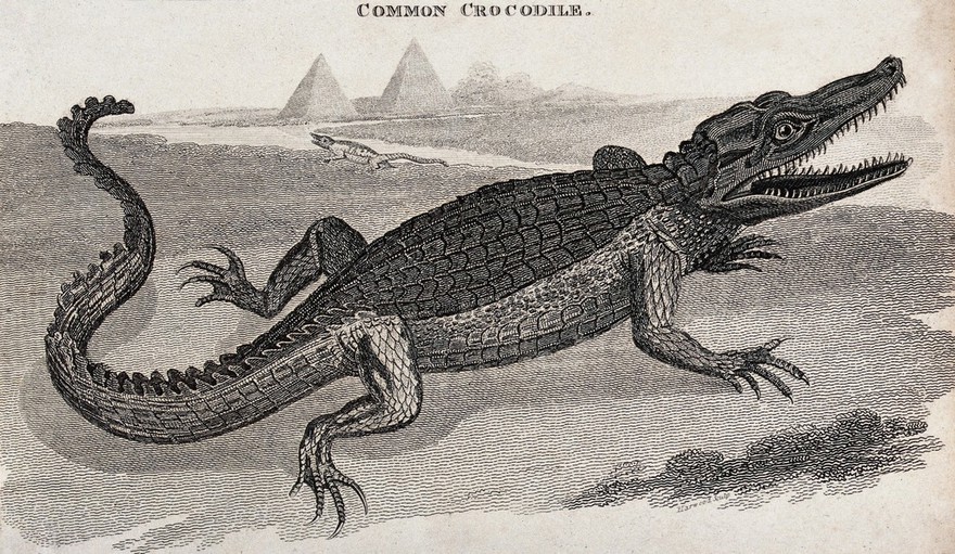 SNAKES, CROCODILES and LIZARDS　洋書　写真集 Reptiles - Crocodiles, Alligators, Lizards, Snakes, Turtles