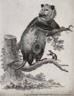 An opossum climbing a tree while one of its young has left the pouch to clamber on the branch by itself. Etching.