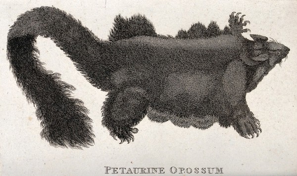 A petaurine opossum. Etching.