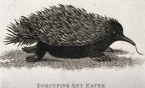 view A porcupine ant-eater. Etching.