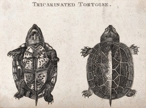 view A tricarinated tortoise seen from above and seen from below. Etching.