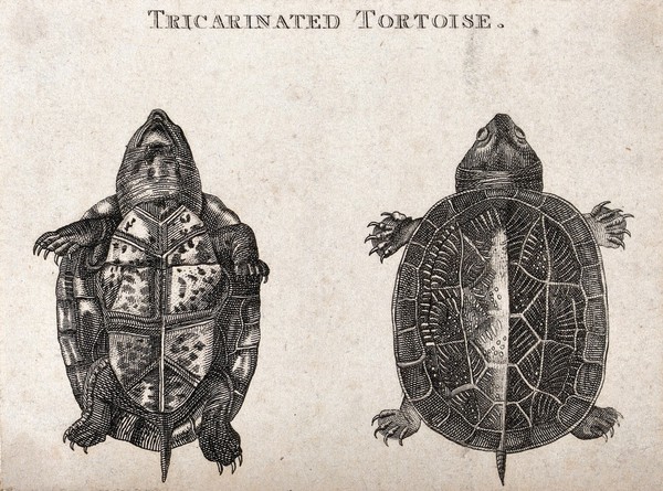 A tricarinated tortoise seen from above and seen from below. Etching.