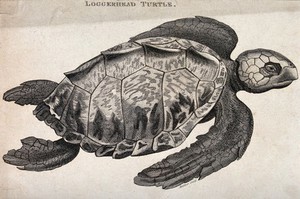 view A loggerhead turtle. Etching.