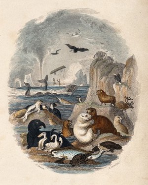 view A steep rock face in the sea is populated by a large number of animals. Coloured etching by R. Scott and J. Stewart.