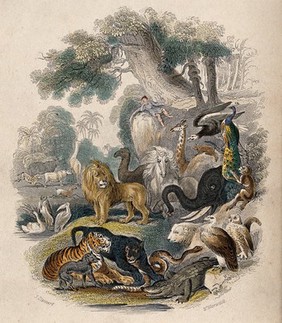 A man, lying on a rock, is looking down on a congregation of animals in an edenic garden. Coloured etching by J. Stewart and W. Warwick.