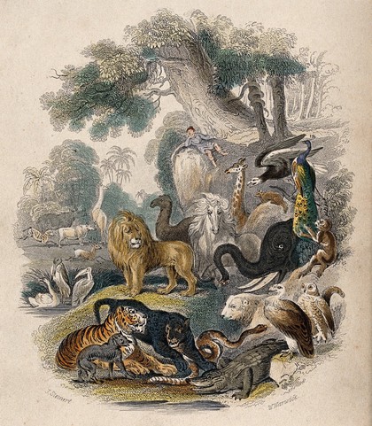 A man, lying on a rock, is looking down on a congregation of animals in an edenic garden. Coloured etching by J. Stewart and W. Warwick.