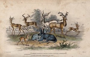 view Eight different antelopes shown on a grassy plain. Coloured etching by J. Miller after J. Stewart.