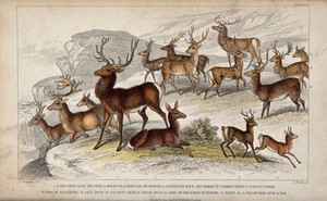 view Fifteen different specimen of deer are shown in a mountainous landscape. Coloured etching by T. Brown after J. Stewart.