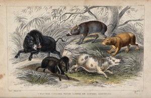 view Five different specimen of wild and domesticated pigs shown in a forest. Coloured etching by J. Miller after J. Stewart.