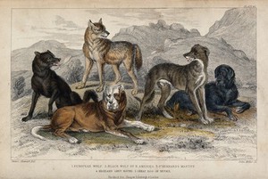 view Five different specimen of dogs, domesticated and wild, are shown in a mountainous landscape. Coloured etching by J. Miller after J. Stewart.