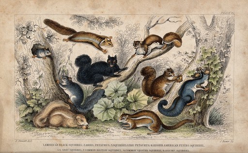 Nine different specimen of squirrels (family Sciuridae), including the flying squirrel, shown in their arboreal habitat. Coloured etching by J. Bower after J. Stewart.
