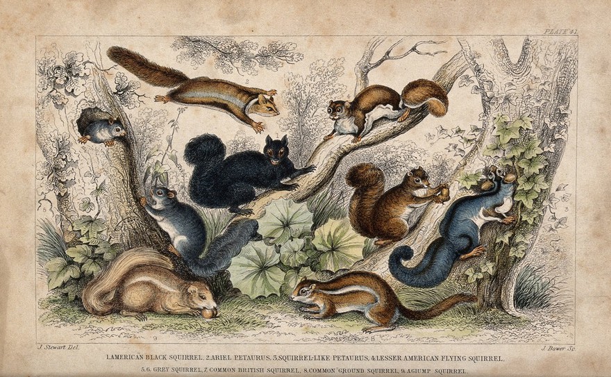Nine different specimen of squirrels (family Sciuridae), including the flying squirrel, shown in their arboreal habitat. Coloured etching by J. Bower after J. Stewart.