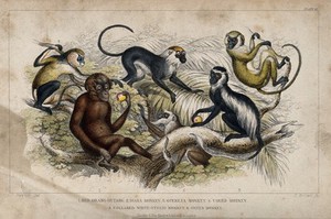 view Six different specimen of monkeys and apes shown in their arboreal habitat. Coloured etching by T. Brown after J. Stewart.